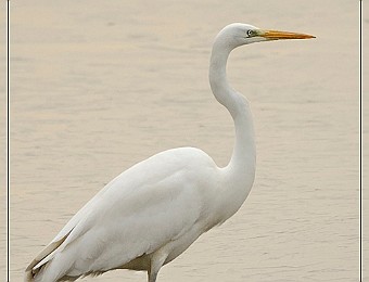 Animali 201